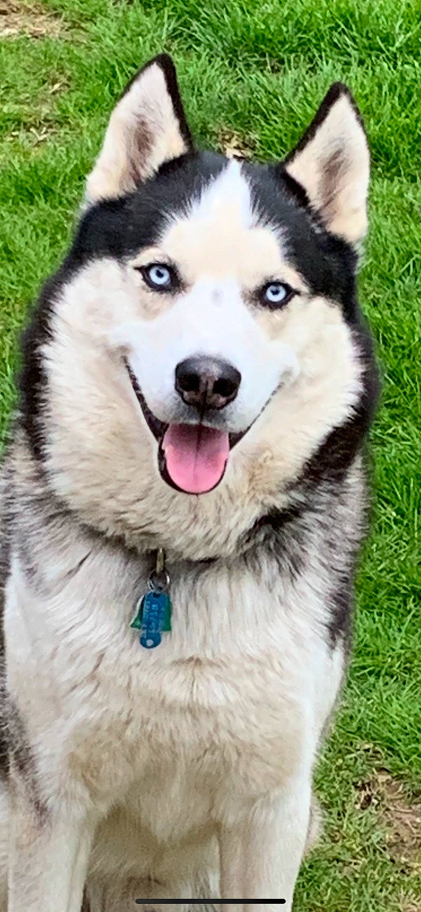 Jax joined the competition — help win amazing prizes! ancient_dog_breeds, carnivore, collar, companion_dog, dog, dog_breed, dog_collar, fur, grass, jaw, pet_supply, plant, siberian_husky, sled_dog, snout, sporting_group, terrestrial_animal, whiskers, working_animal, working_dog
