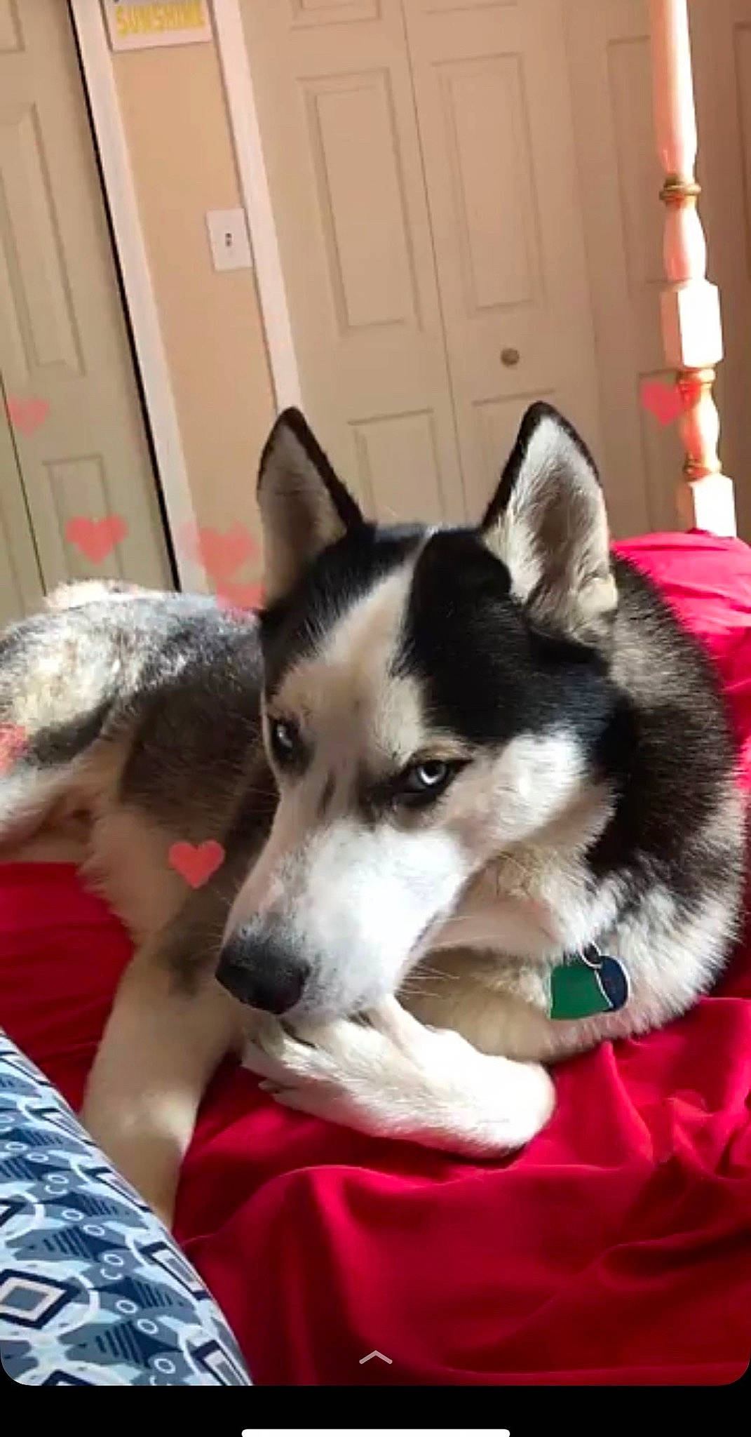 Jax joined the competition — help win amazing prizes! canidae, carnivore, comfort, companion_dog, dog, dog_breed, door, fur, non_sporting_group, recreation, siberian_husky, sled_dog, snout, sporting_group, terrestrial_animal, working_animal, working_dog