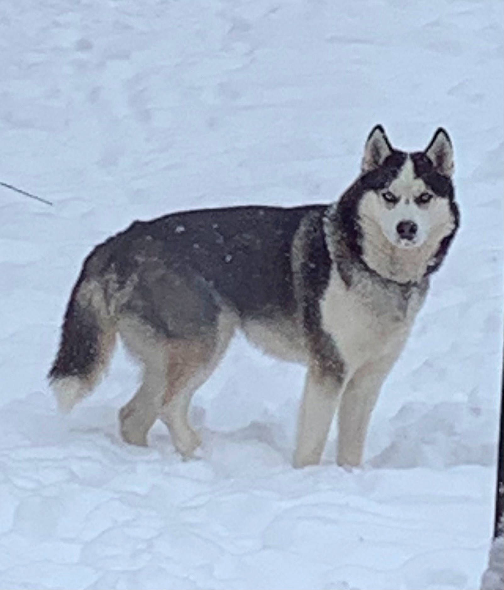 Jax is registered to the contest to win money with this photo: ancient_dog_breeds, canidae, canis, carnivore, dog, dog_breed, siberian_husky, sled_dog, snout, snow, sporting_group, tail, winter, wolf, working_animal, working_dog