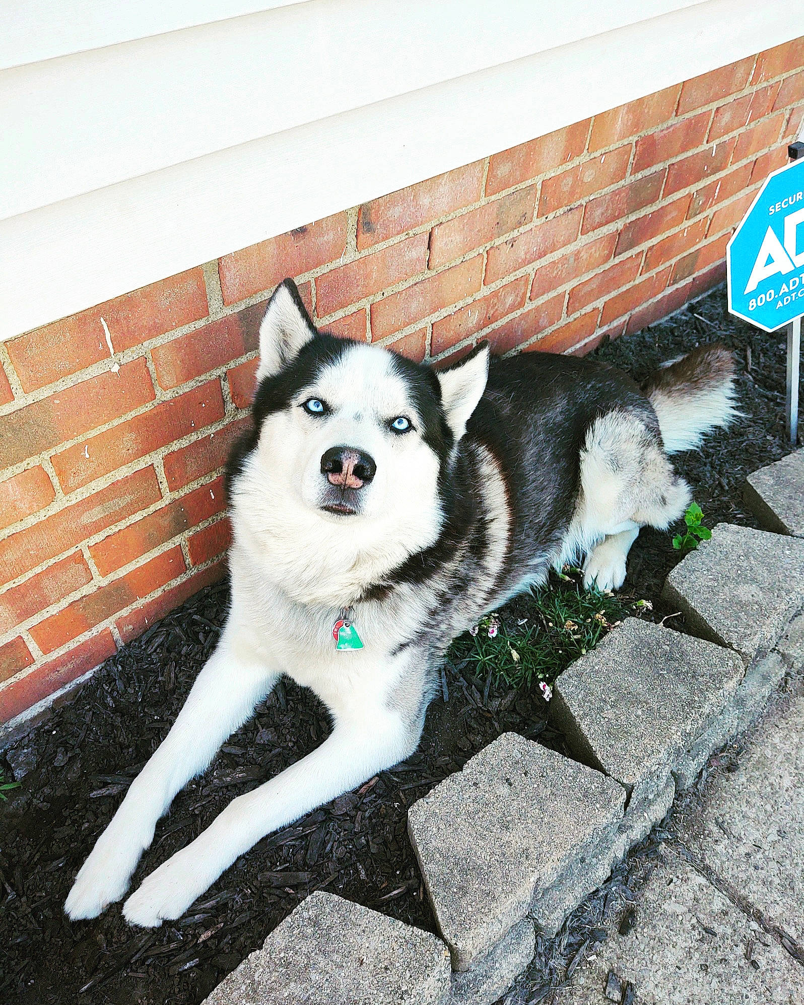 Jax is registered to the contest to win money with this photo: art, brick, brickwork, canidae, carnivore, companion_dog, dog, dog_breed, flooring, fur, road_surface, siberian_husky, sled_dog, snout, sporting_group, stop_sign, tail, traffic_sign, working_animal, working_dog