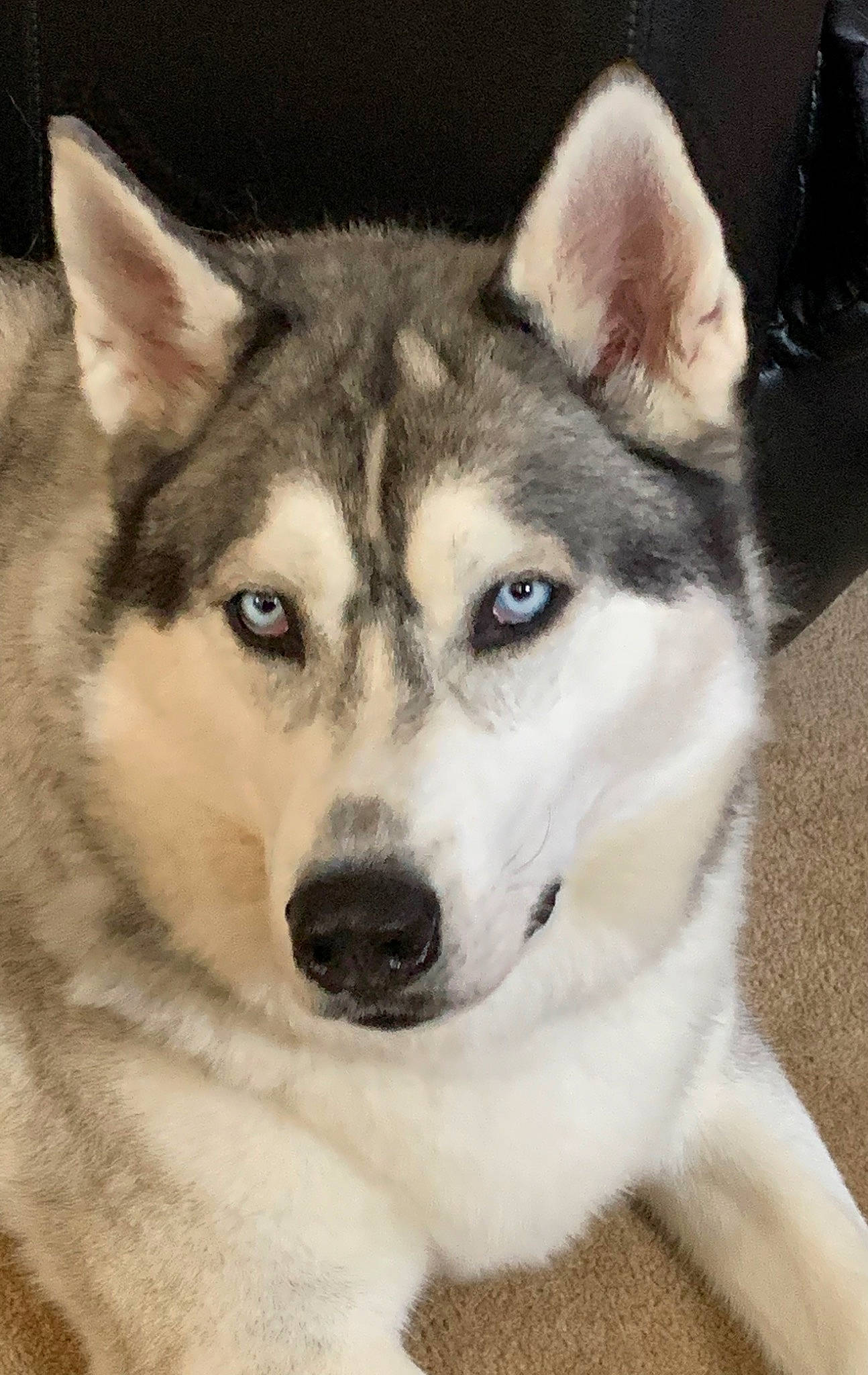 Silvio joined the competition — help win amazing prizes! alaskan_klee_kai, ancient_dog_breeds, art, canidae, canis, carnivore, companion_dog, dog, dog_breed, fur, non_sporting_group, siberian_husky, sled_dog, snout, sporting_group, terrestrial_animal, whiskers, wolf, working_animal, working_dog