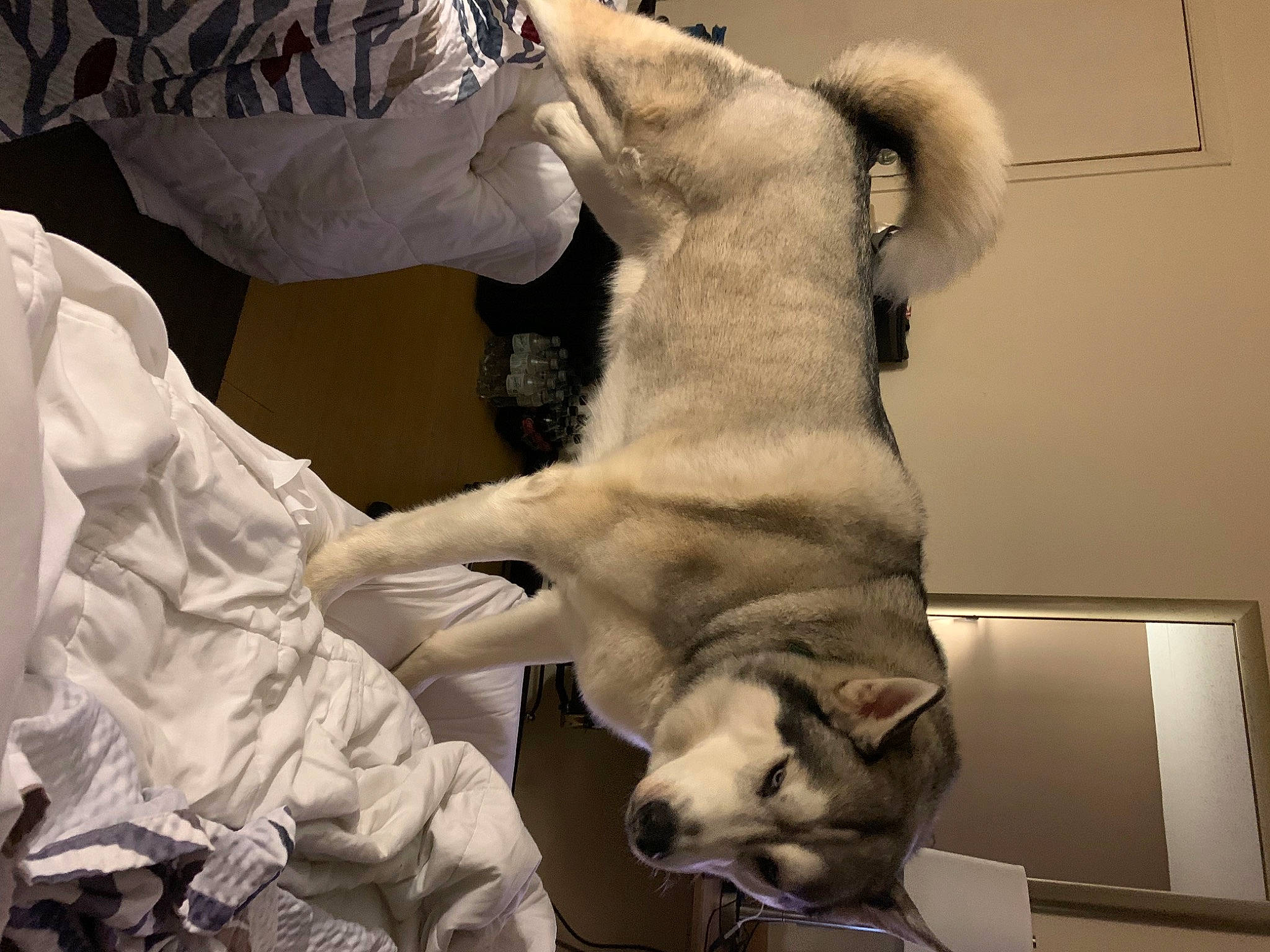 Silvio is registered to the contest to win money with this photo: ancient_dog_breeds, canidae, carnivore, comfort, companion_dog, dog, dog_breed, ear, fawn, felidae, fur, non_sporting_group, paw, pet_supply, snout, sporting_group, tail, whiskers, working_animal