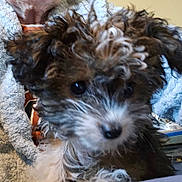 Tootsie is registered to the contest to win money with this photo: animal, black_eyes, close_up, companion, cozy, curly_hair, cute, dog, elderly, face, fluffy, fur, home, indoor, person, pet, portrait, puppy, robe, snout