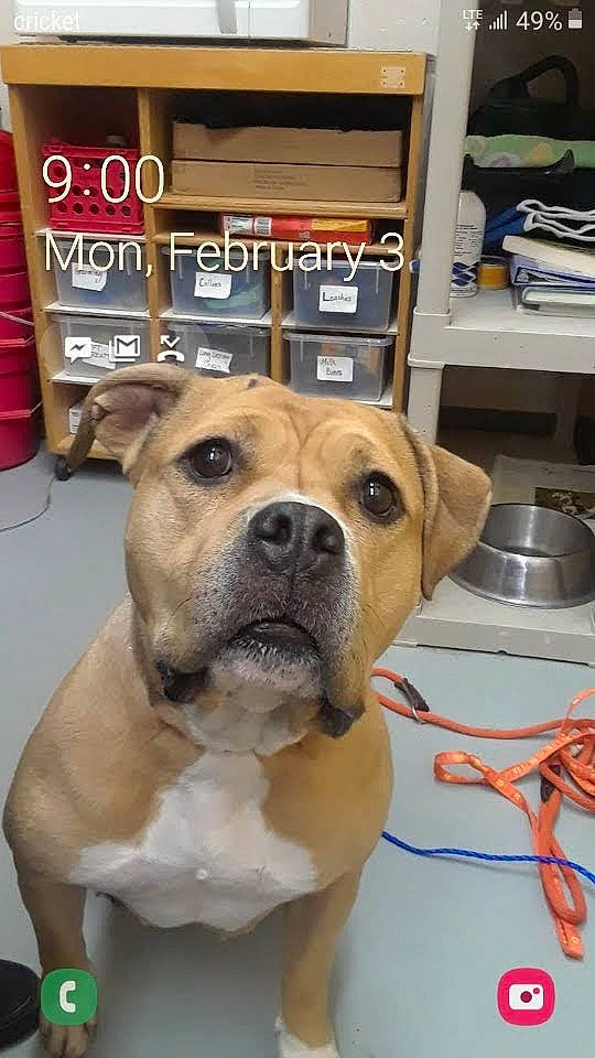 Sophie joined the competition — help win amazing prizes! canidae, carnivore, collar, companion_dog, dog, dog_breed, dog_collar, fawn, fur, gas_stove, home_appliance, kitchen_appliance, kitchen_utensil, pet_supply, snout, sporting_group, stove, tableware, whiskers, working_animal