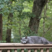 Louie joined the competition — help win amazing prizes! animal, calm, cat, closeup, daylight, feline, forest, fur, gray_cat, greenery, lying_down, mammal, nature, outdoor, pet, relaxed, resting, tree, wildlife, wooden_railing