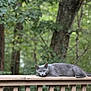 animal, calm, cat, closeup, daylight, feline, forest, fur, gray_cat, greenery, lying_down, mammal, nature, outdoor, pet, relaxed, resting, tree, wildlife, wooden_railing