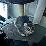 Bentley is registered to the contest to win money with this photo: animal, carpeted_platform, cat, cat_tree, computer_monitor, cozy, curious, electronics, feline, furniture, gaming_controller, gray_cat, home, indoor, pet, resting, soft_lighting, tabby_cat, technology, window_curtain