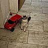 Bentley is registered to the contest to win money with this photo: animal, brown_gray, cat, close_up, curious, cute, domestic, feline, floor, fluffy, household, indoor, kitten, looking_up, pet, playful, small, tile, toy_truck, young