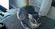 Bentley joined the competition — help win amazing prizes! animal, carpeted_platform, cat, cat_tree, computer_monitor, cozy, curtains, electronics, feline, furniture, gaming_controller, gray_cat, home, indoor, pet, relaxing, resting, soft_lighting, tabby_cat, window