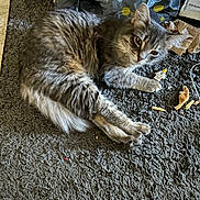 Bentley joined the competition — help win amazing prizes! animal, cat, claws, crumbs, curious, domestic, ears, feline, floor, fluffy_fur, grey_tabby, indoor, paper, paw, pet, relaxed, rug, small_toy, toy_figure, whiskers