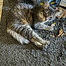 animal, cat, claws, crumbs, curious, domestic, ears, feline, floor, fluffy_fur, grey_tabby, indoor, paper, paw, pet, relaxed, rug, small_toy, toy_figure, whiskers