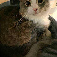 Capuchino joined the competition — help win amazing prizes! cat, pet, feline, fur, whiskers, ears, eyes, nose, tail, bed, soft, cozy, indoor, resting, cute, animal, domestic, closeup, gray, white