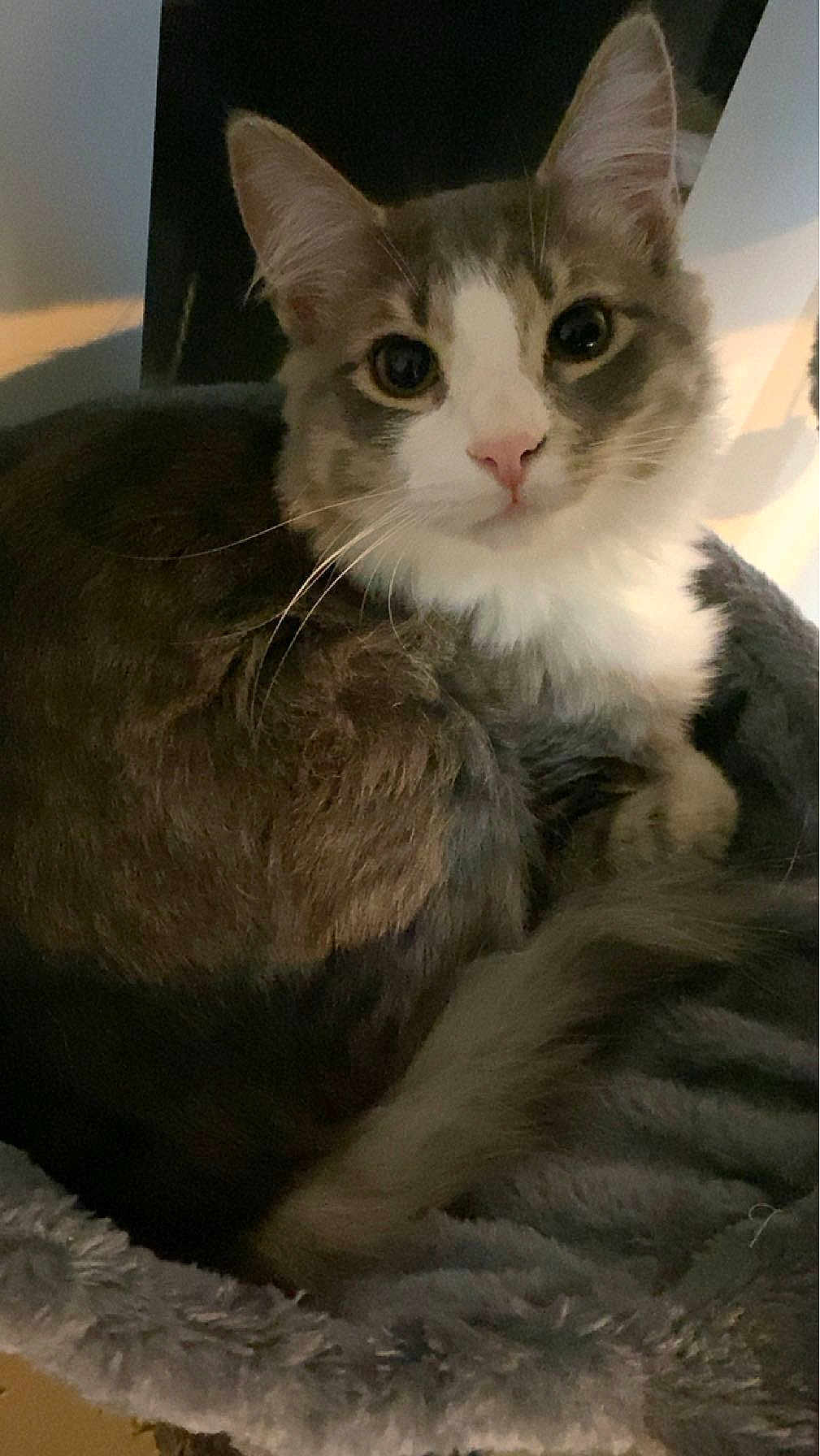 Capuchino joined the competition — help win amazing prizes! cat, pet, feline, fur, whiskers, ears, eyes, nose, tail, bed, soft, cozy, indoor, resting, cute, animal, domestic, closeup, gray, white