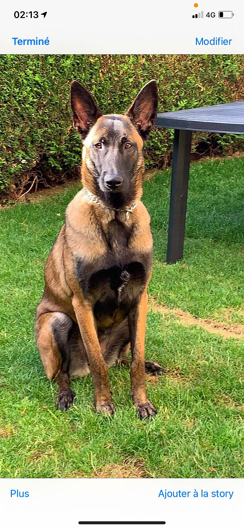 Haska participe au concours pour gagner de l'argent avec cette photo : ancient_dog_breeds, biting, canidae, carnivore, collar, companion_dog, dog, dog_breed, dog_supply, eye, fawn, fur, german_shepherd_dog, grass, herding_dog, plant, sporting_group, terrestrial_animal, working_animal, working_dog