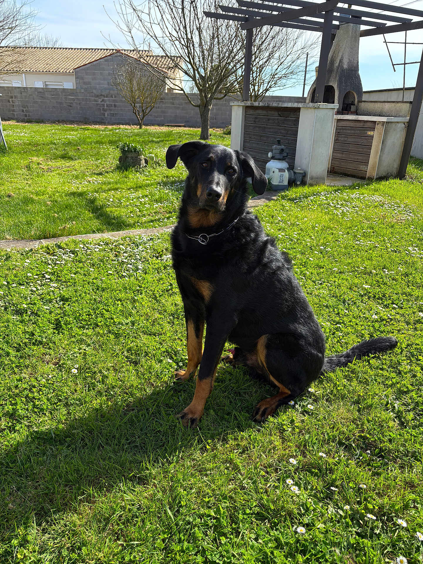 Rufus