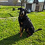 dog, black_dog, outdoor, grass, lawn, sunlight, shadow, trees, backyard, garden, pet, canine, sitting, nature, daytime, fence, building, collar, quiet, relaxed