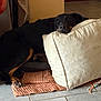 dog, black_dog, resting, cushion, orange_mat, indoor, floor_tiles, relaxed, pet, animal, brown_spots, snout, ears, paws, door, wall, cozy, home_interior, quiet, calm