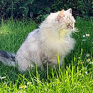Sothys a rejoint le concours — aidez-le/la à gagner de superbes lots ! cat, fluffy_fur, grass, flowers, outdoor, garden, pet, animal, nature, greenery, sunlight, profile_view, whiskers, ears, tail, daylight, plant, cute, feline, domestic_cat