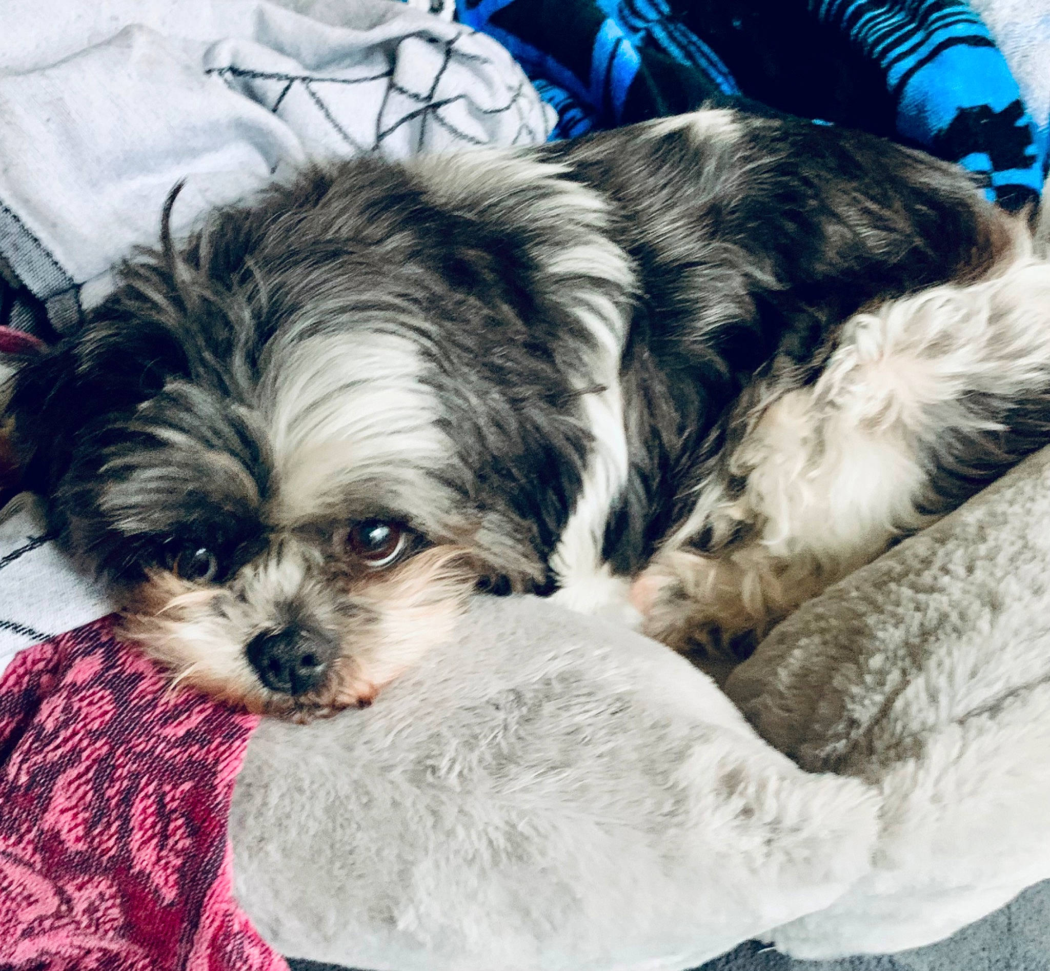 Lilinoe joined the competition — help win amazing prizes! canidae, carnivore, comfort, companion_dog, dog, dog_breed, dog_supply, fawn, fur, liver, maltepoo, shih_tzu, small_terrier, snout, sporting_group, terrestrial_animal, terrier, toy_dog, whiskers, working_animal