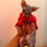Botox is registered to the contest to win money with this photo: cat, sphynx_cat, hairless_cat, pet, hand, human_hand, red_sweater, clothing, holding, indoor, portrait, wrinkled_skin, big_eyes, ears, stare, cute, feline, bare_skin, tattoo, furniture