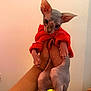 cat, sphynx_cat, hairless_cat, pet, hand, human_hand, red_sweater, clothing, holding, indoor, portrait, wrinkled_skin, big_eyes, ears, stare, cute, feline, bare_skin, tattoo, furniture