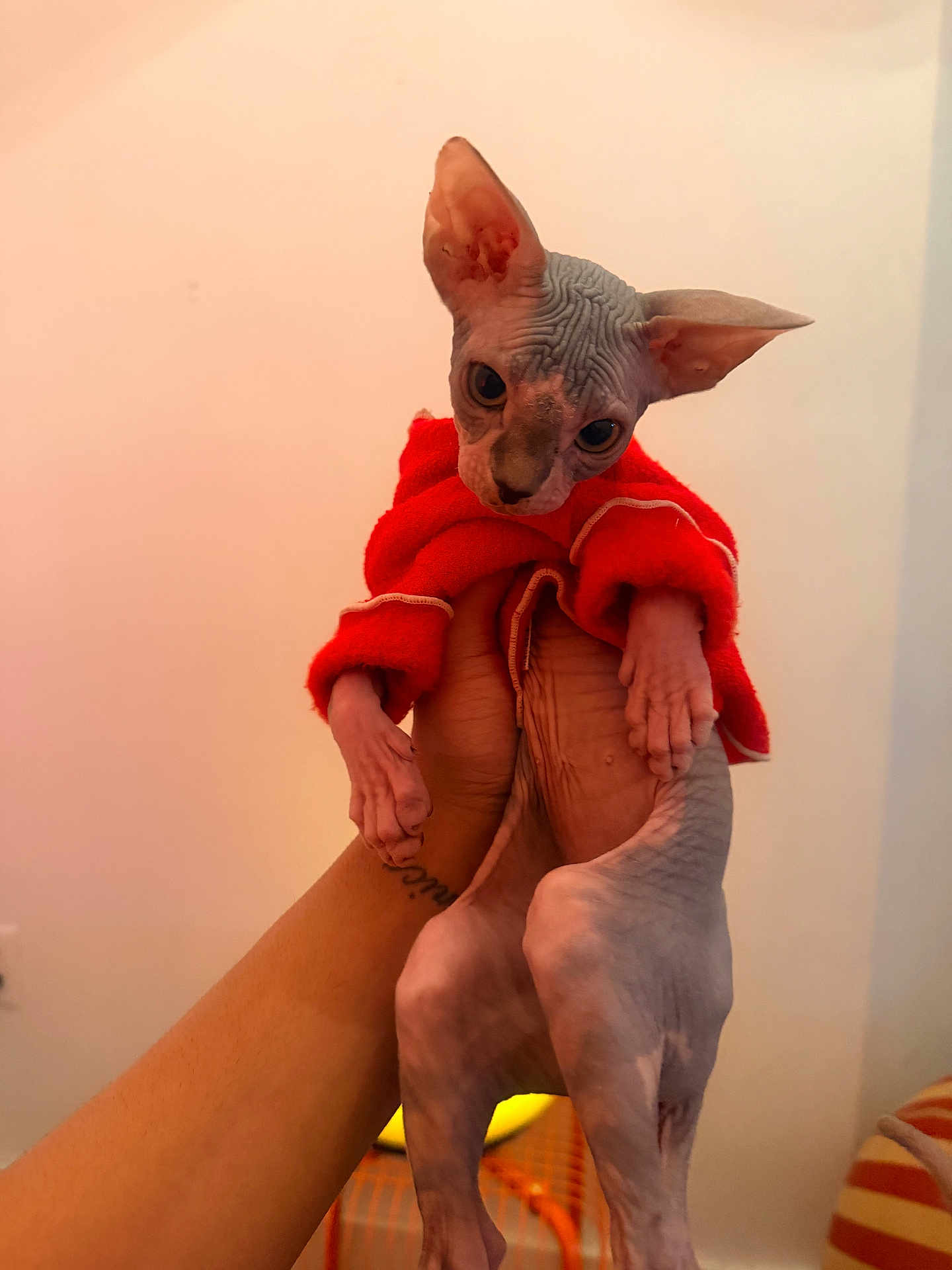 Botox is registered to the contest to win money with this photo: cat, sphynx_cat, hairless_cat, pet, hand, human_hand, red_sweater, clothing, holding, indoor, portrait, wrinkled_skin, big_eyes, ears, stare, cute, feline, bare_skin, tattoo, furniture