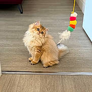 Vita participe au concours pour gagner de l'argent avec cette photo : cat, fluffy, indoor, wooden_floor, toy, curious, pet, feline, orange_cat, playful, sitting, fur, ears, whiskers, tail, household, couch, colorful, attention, domestic_animal