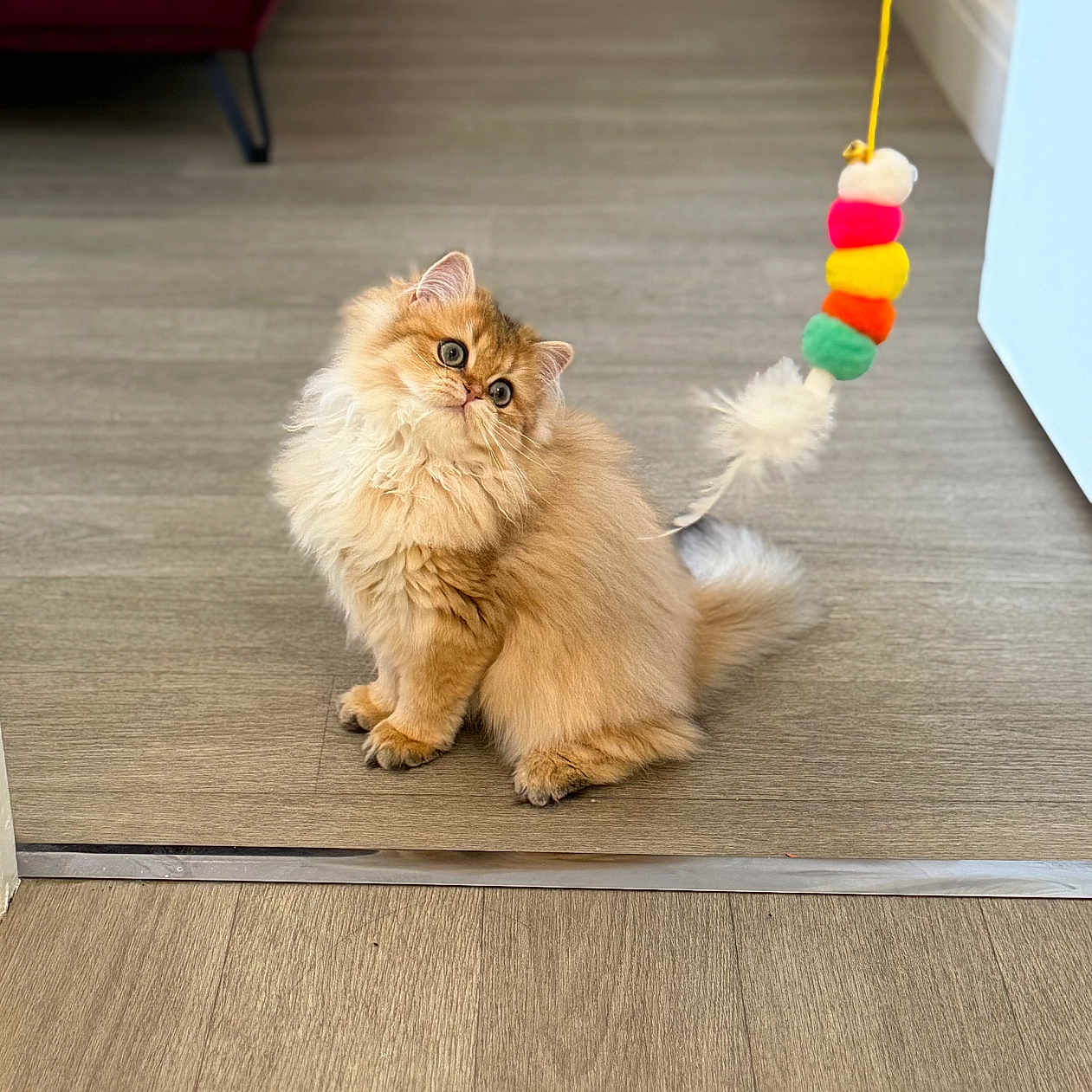 Vita participe au concours pour gagner de l'argent avec cette photo : cat, fluffy, indoor, wooden_floor, toy, curious, pet, feline, orange_cat, playful, sitting, fur, ears, whiskers, tail, household, couch, colorful, attention, domestic_animal