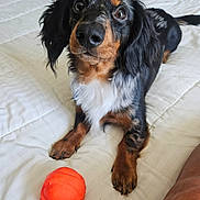 Ozzie is registered to the contest to win money with this photo: dog, pet, animal, bed, toy, orange_ball, black_fur, brown_fur, white_fur, indoor, cute, playful, looking_up, lying_down, paw, fur, bedspread, resting, companion, attention