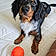 Ozzie