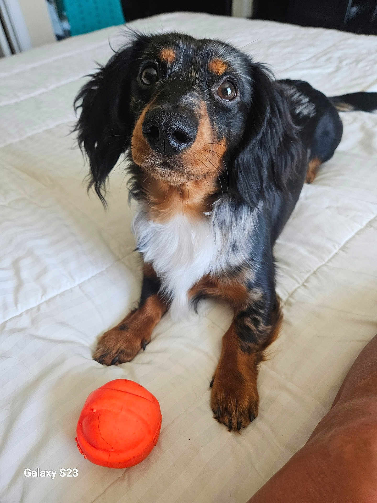 Ozzie