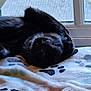 black_cat, sleeping_cat, cat, pet, blanket, paw_prints, window, mesh_screen, indoor, cozy, nap, feline, fur, resting, domestic_cat, soft_texture, sunlight, quiet, peaceful, animal