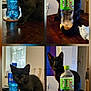 animal, black_cat, chair, coaster, cozy, curious, ears, eyes, floor, fur, household, indoor, kitten, pet, plastic_bottle, playful, tail, wall_art, water_bottle, wooden_table