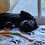 cat, black_cat, blanket, paw_prints, window, curtain, indoor, pet, sleeping, relaxed, feline, cozy, fur, animal, resting, home, soft, domestic_animal, comfort, sunlight