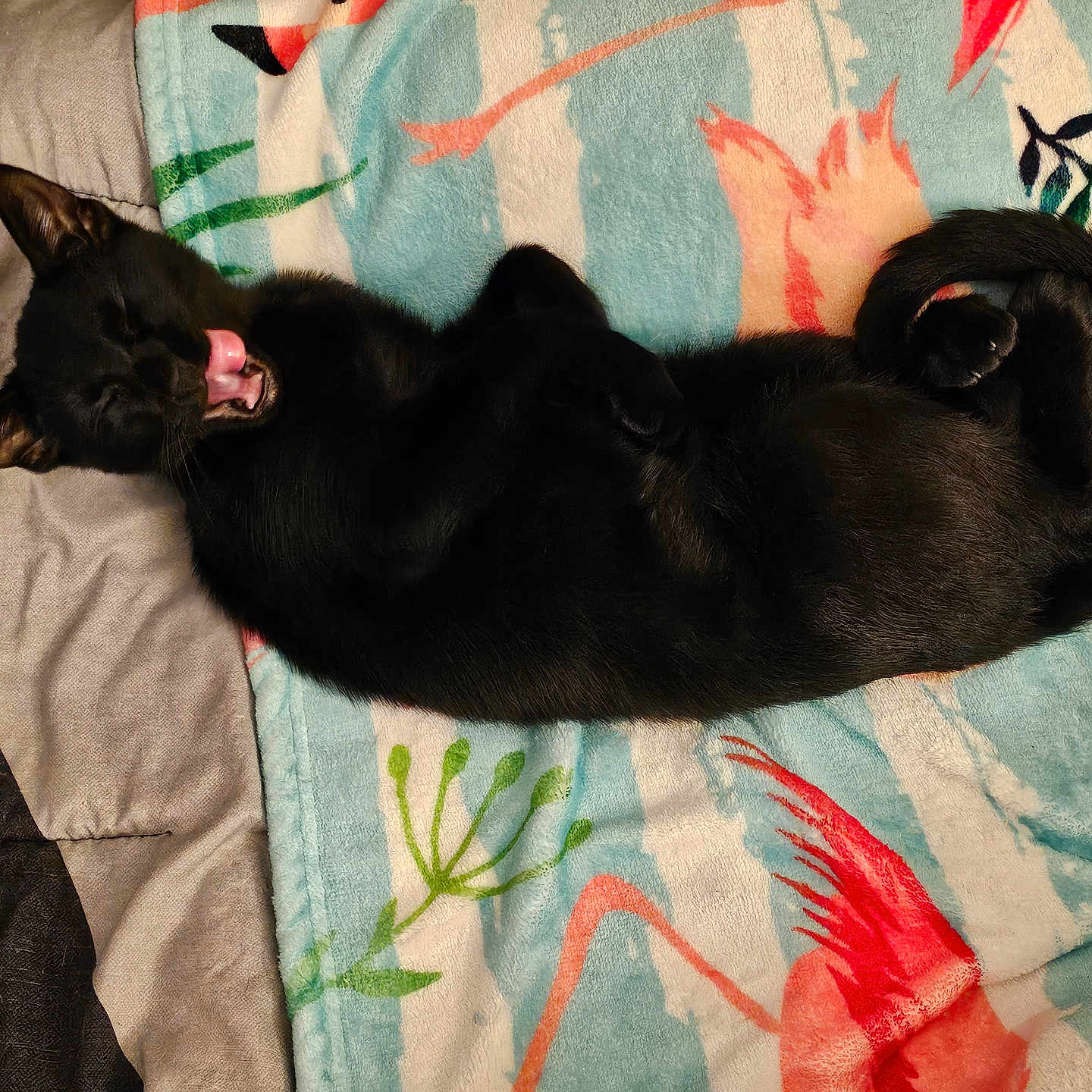 Moon Binx joined the competition — help win amazing prizes! animal, black_cat, blanket, cat, closeup, comfort, cozy, cute, ears, flamingo_pattern, fur, indoor, lying_down, pet, relaxed, resting, sleepy, tail, tongue, whiskers