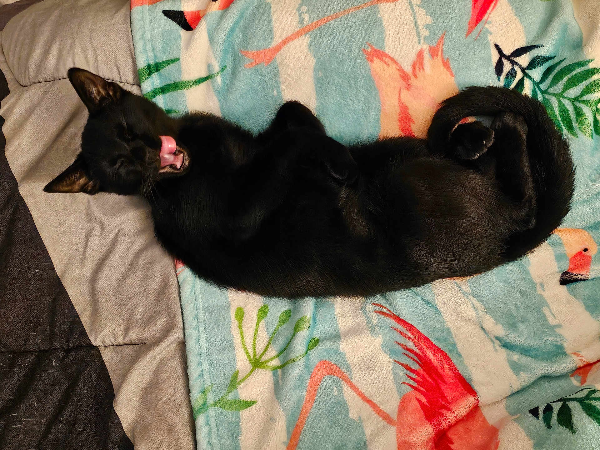 Moon Binx