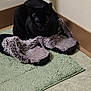 Moon Binx is registered to the contest to win money with this photo: animal, bath_mat, black_cat, cat, corner, cozy, cute, domestic, floor, furry, fuzzy, green, home, indoor, mammal, pet, quiet, resting, shadow, slippers