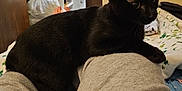 Moon Binx joined the competition — help win amazing prizes! animal, bed, black_cat, cat, closeup, cozy, curious, domestic_cat, door, feline, furniture, gray_clothing, home, indoor, legs, person, pet, relaxed, resting, shelf