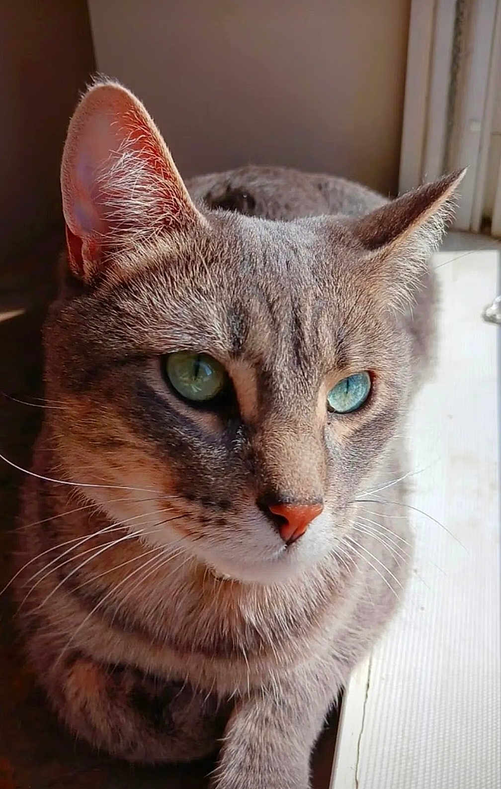 Timber Grey joined the competition — help win amazing prizes! cat, tabby, close_up, green_eyes, whiskers, fur, sunlight, window, indoor, pet, animal, mammal, face, portrait, relaxed, cute, domestic_cat, feline, natural_light, resting