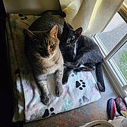 Timber Grey is registered to the contest to win money with this photo: cat, tabby_cat, black_cat, pets, animal, feline, blanket, paw_print, window, curtain, sunlight, indoor, resting, cozy, companion, cute, domestic, fur, relaxing, home