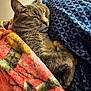 Timber Grey is registered to the contest to win money with this photo: cat, tabby, sleeping, blanket, furry, cozy, indoor, pet, resting, paw, feline, comfort, cute, pattern, fabric, closeup, animal, domestic, relaxing, soft