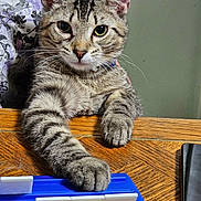 Leo joined the competition — help win amazing prizes! tabby_cat, cat, paw, game_rack, table, wooden_table, person, shirt, striped_fur, whiskers, indoor, pet, animal, curious, close_up, playing, focused, domestic_cat, feline, resting