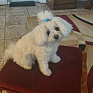 Bellaann joined the competition — help win amazing prizes! dog, small_dog, white_dog, fluffy_dog, pet, indoor, stool, cushion, burgundy, tile_floor, area_rug, wood_cabinet, living_room, hair_tie, head_tilt, sitting, cute, portrait, fur, companion