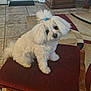 dog, small_dog, white_dog, fluffy_dog, pet, indoor, stool, cushion, burgundy, tile_floor, area_rug, wood_cabinet, living_room, hair_tie, head_tilt, sitting, cute, portrait, fur, companion