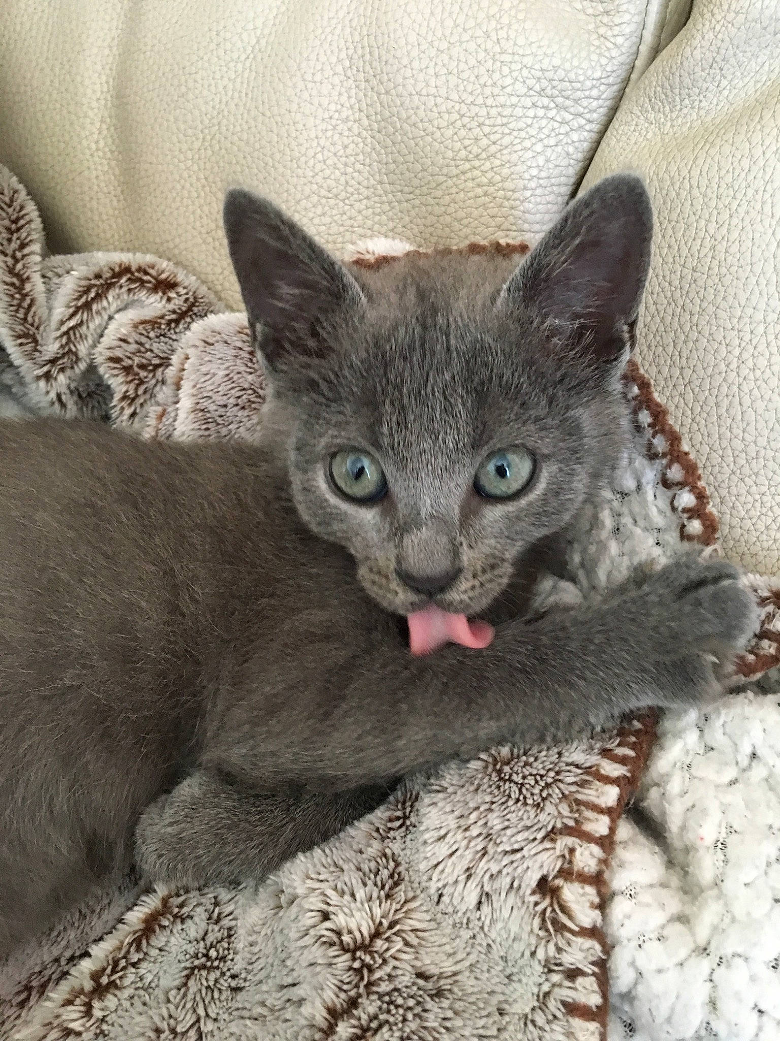 Câline participe au concours pour gagner de l'argent avec cette photo : arabian_mau, asian, australian_mist, carnivore, cat, chartreux, domestic_short_haired_cat, european_shorthair, fawn, felidae, german_rex, kitten, korat, mammal, oriental_shorthair, rex_cat, russian_blue, small_to_medium_sized_cats, vertebrate, whiskers