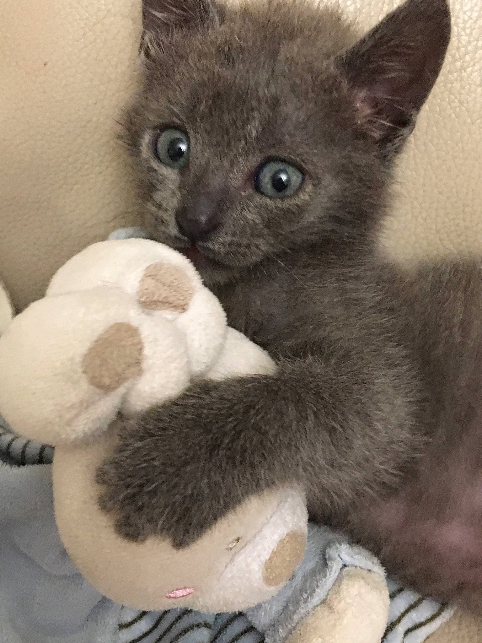 Câline a rejoint le concours — aidez-le/la à gagner de superbes lots ! burmese, carnivore, cat, chartreux, domestic_short_haired_cat, felidae, german_rex, javanese, kitten, korat, mammal, nebelung, rex_cat, russian_blue, siamese, small_to_medium_sized_cats, thai, tonkinese, vertebrate, whiskers