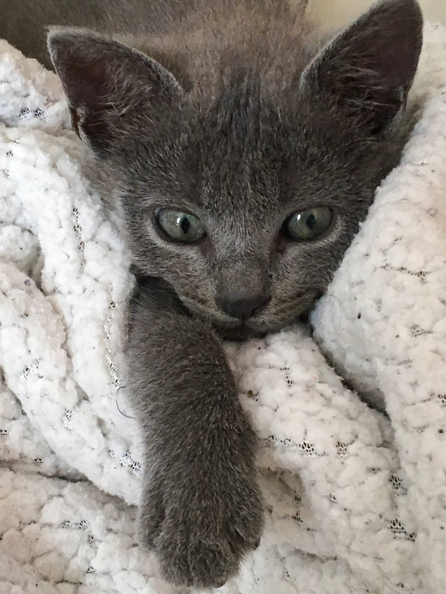 Câline a rejoint le concours — aidez-le/la à gagner de superbes lots ! asian, burmese, carnivore, cat, chartreux, devon_rex, domestic_short_haired_cat, felidae, german_rex, kitten, korat, mammal, nebelung, rex_cat, russian_blue, small_to_medium_sized_cats, snout, vertebrate, whiskers, wildlife