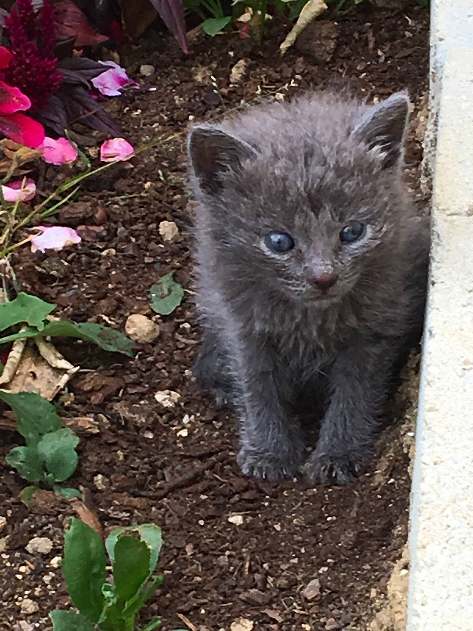 Câline participe au concours pour gagner de l'argent avec cette photo : british_semi_longhair, carnivore, cat, chartreux, domestic_short_haired_cat, fawn, felidae, kitten, mammal, nebelung, organism, small_to_medium_sized_cats, vertebrate, whiskers