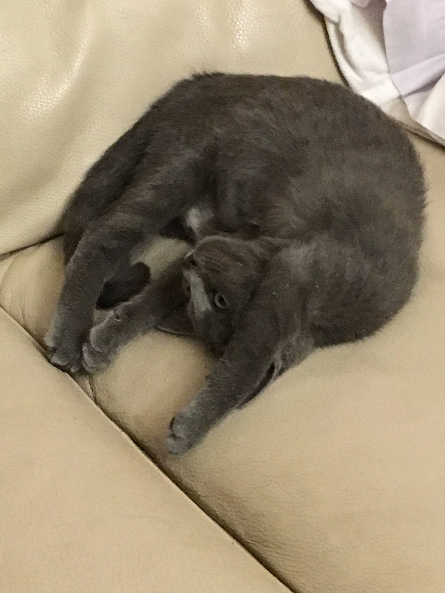 Câline participe au concours pour gagner de l'argent avec cette photo : black_cat, british_shorthair, canidae, carnivore, cat, chartreux, comfort, ear, felidae, korat, nap, paw, russian_blue, sleep, small_to_medium_sized_cats, snout, sporting_group, whiskers