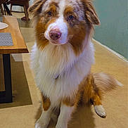 Vayko a rejoint le concours — aidez-le/la à gagner de superbes lots ! dog, australian_shepherd, pet, indoor, floor, child, table, chair, fan, wall, fur, brown, white, beige, portrait, looking, animal, mammal, domestic, cute